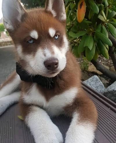 Siberian Husky For Sale Huskies puppies 0370+3659+859