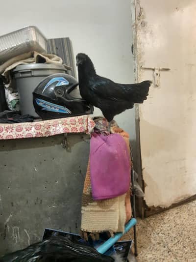 ayam cemani grey tounge pair