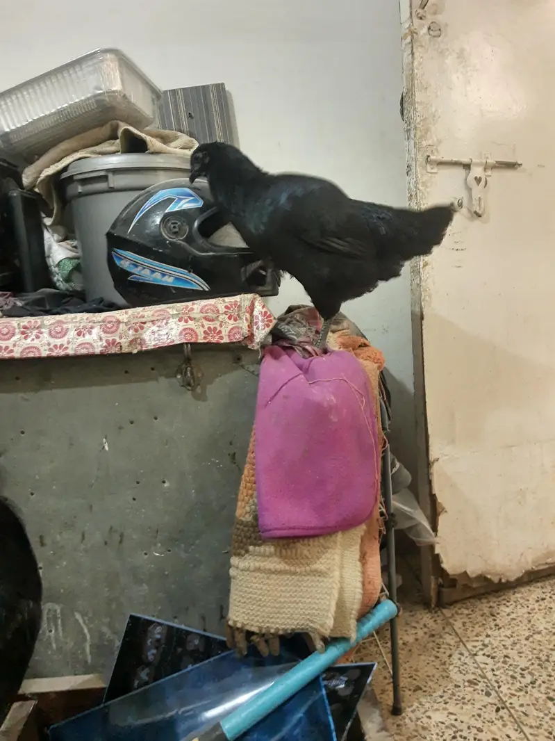 ayam cemani grey tounge pair — photo 2