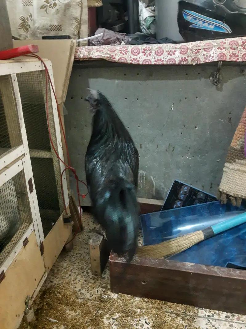 ayam cemani grey tounge pair — photo 3