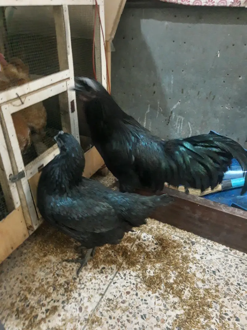 ayam cemani grey tounge pair — photo 4