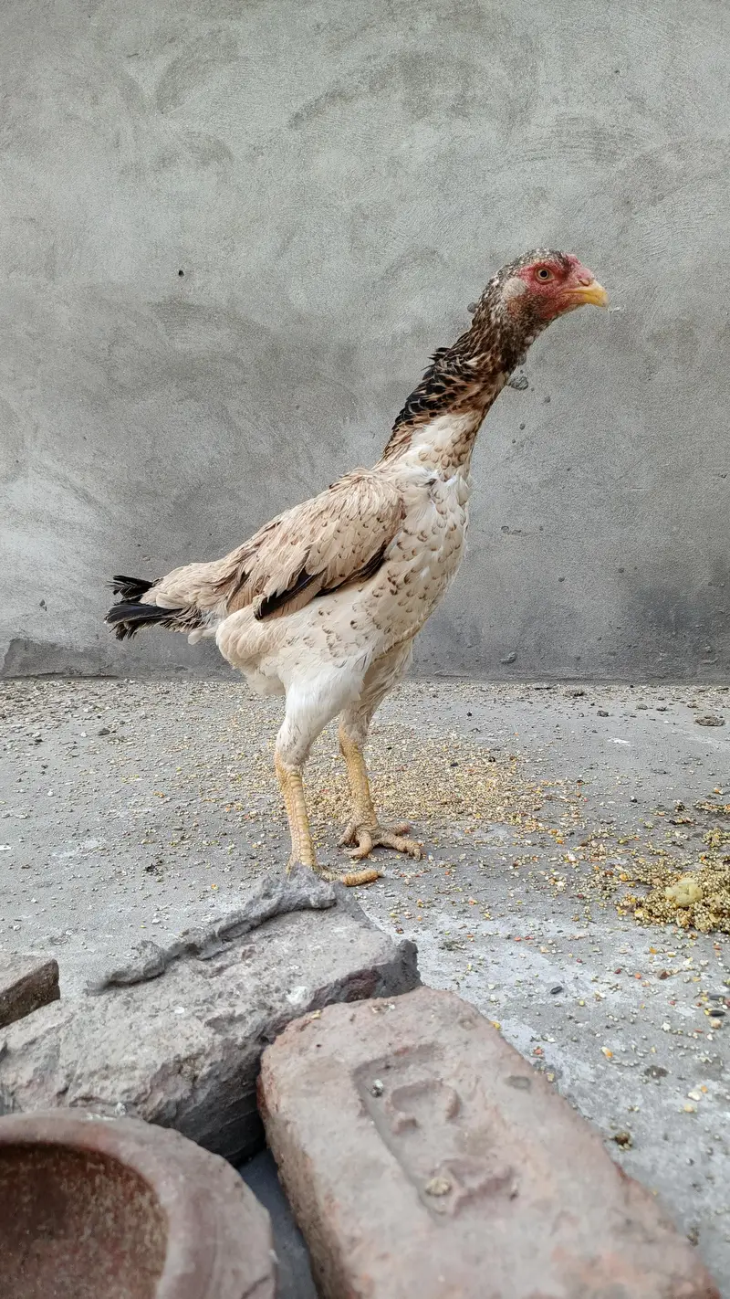 Aseel murgi shamo madi long hight big size — photo 5