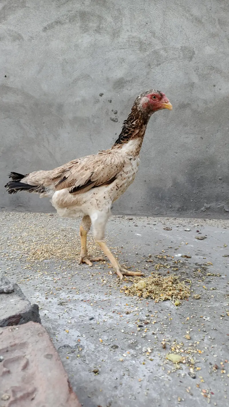 Aseel murgi shamo madi long hight big size — photo 6