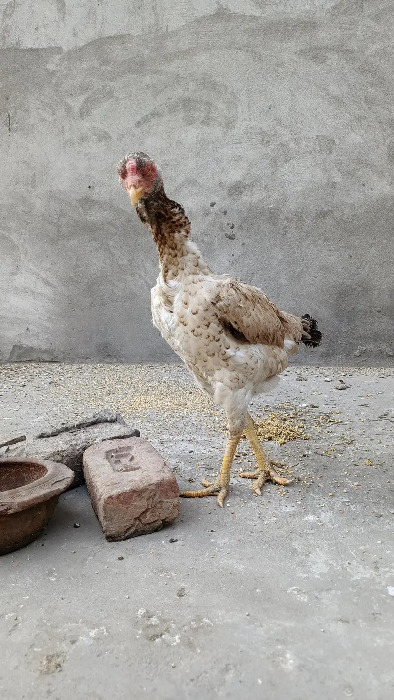 Aseel murgi shamo madi long hight big size — photo 7