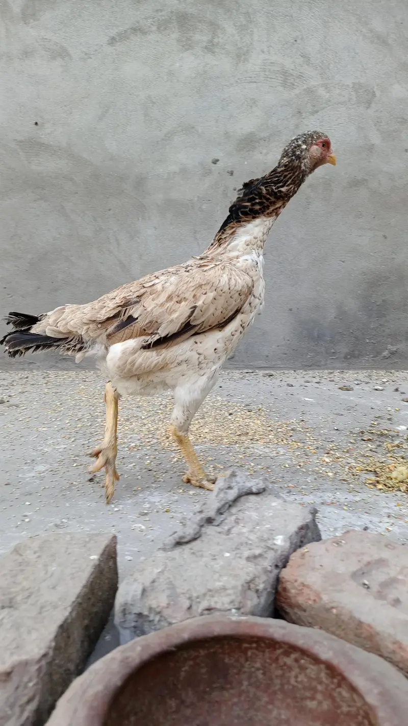 Aseel murgi shamo madi long hight big size — photo 8