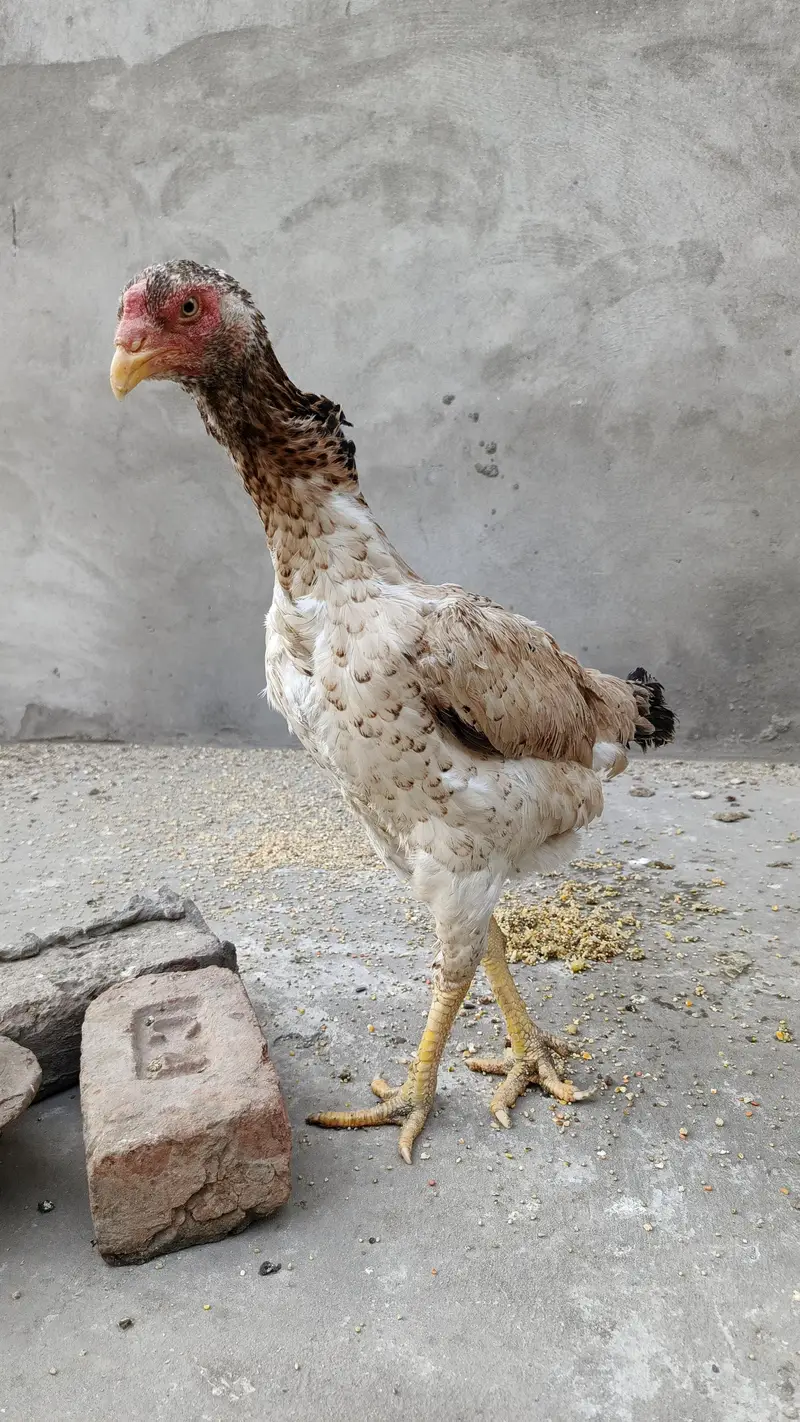 Aseel murgi shamo madi long hight big size — photo 9