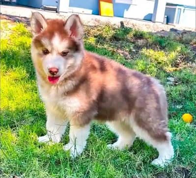 Siberian Husky For Sale Huskies puppies 0370+3659+859