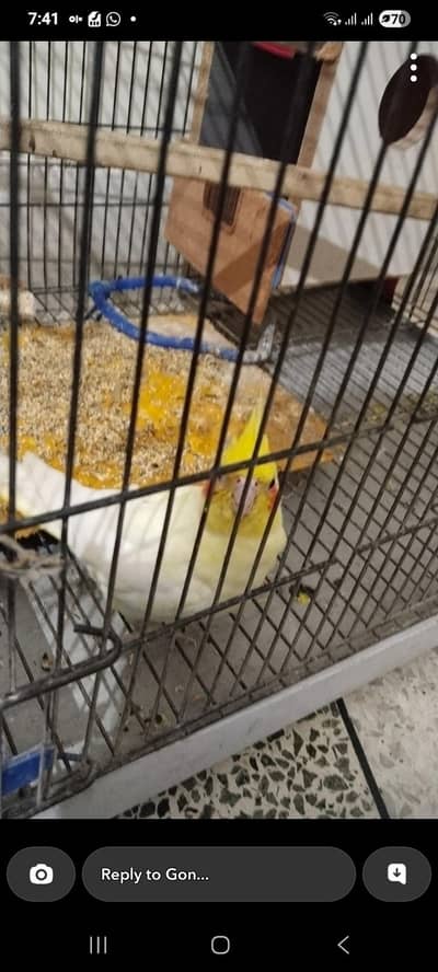 two female parrot for sale