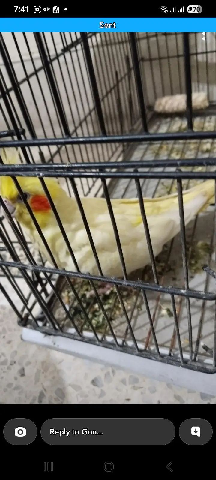 two female parrot for sale — photo 2