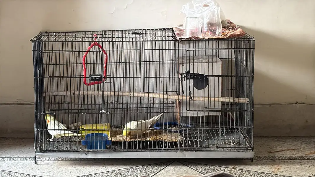 two female parrot for sale — photo 3