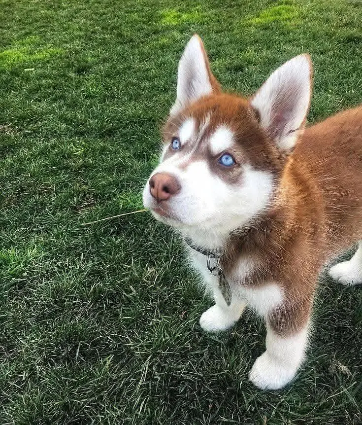 Siberian Husky For Sale Huskies puppies 0370+3659+859