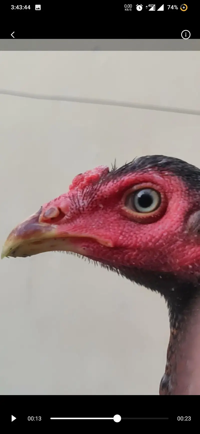 Aseel pathaa — photo 3