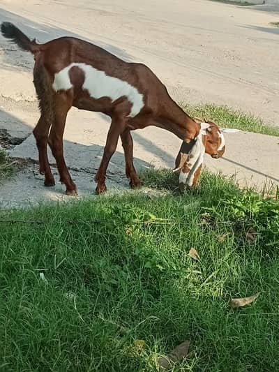 goat for sale in Rawalpindi