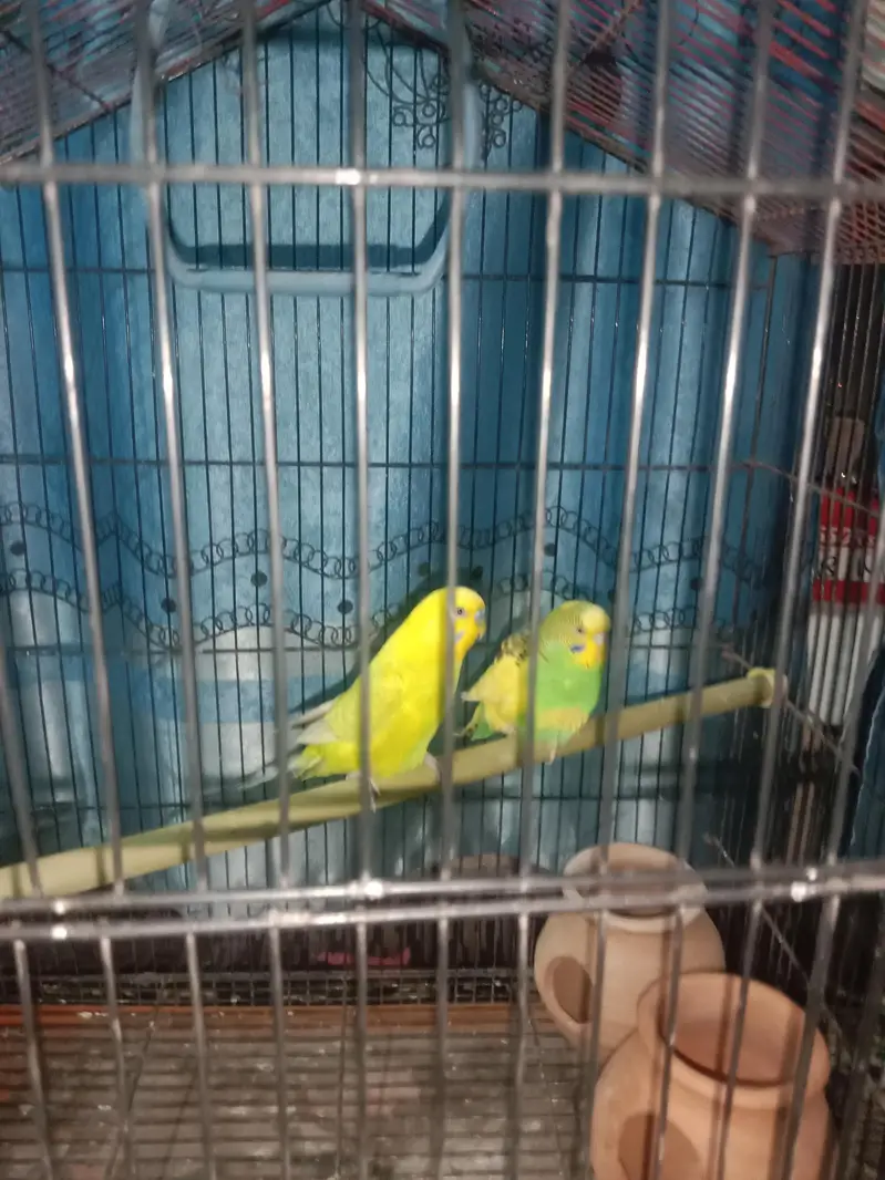 1 pair of Australian parrots with cage and accessories for sell. — photo 3