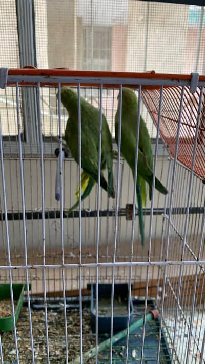 mithoo (parrot)
