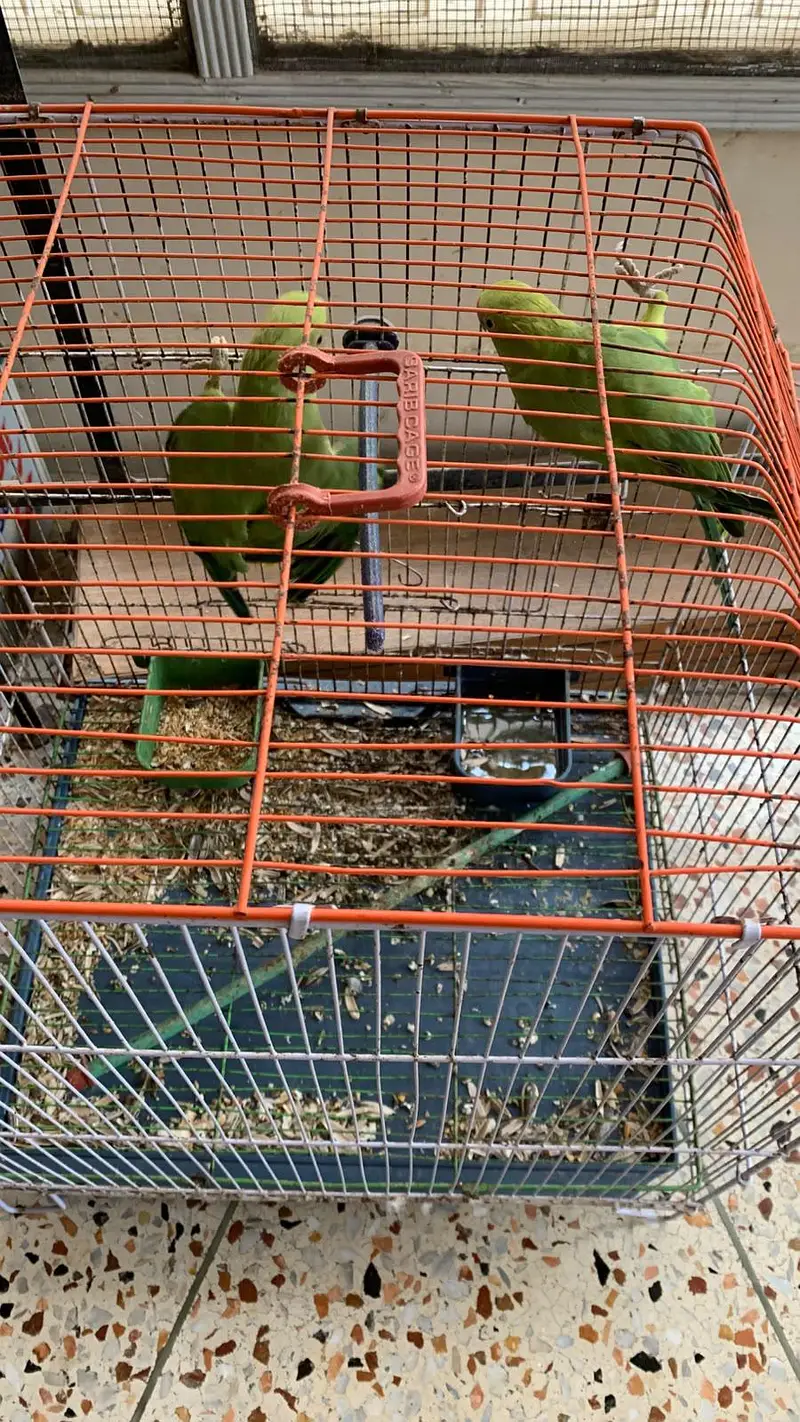 mithoo (parrot) — photo 2