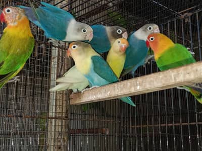 lovebird breeder pairs