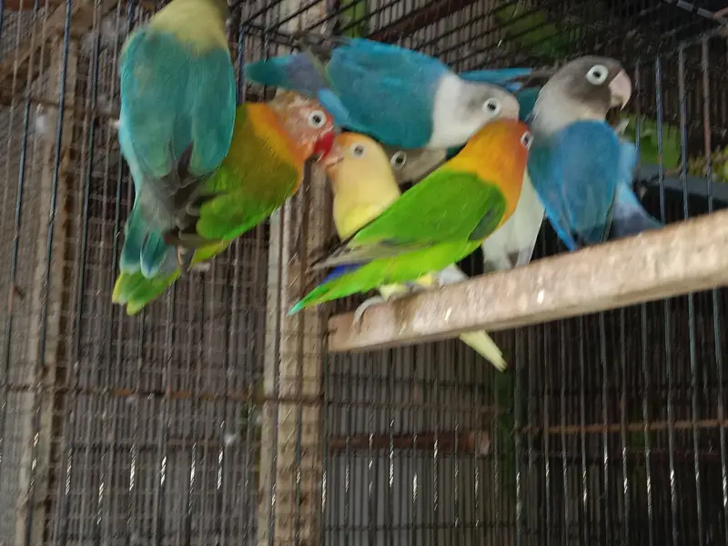 lovebird breeder pairs — photo 2