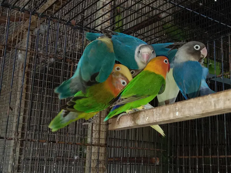lovebird breeder pairs — photo 3