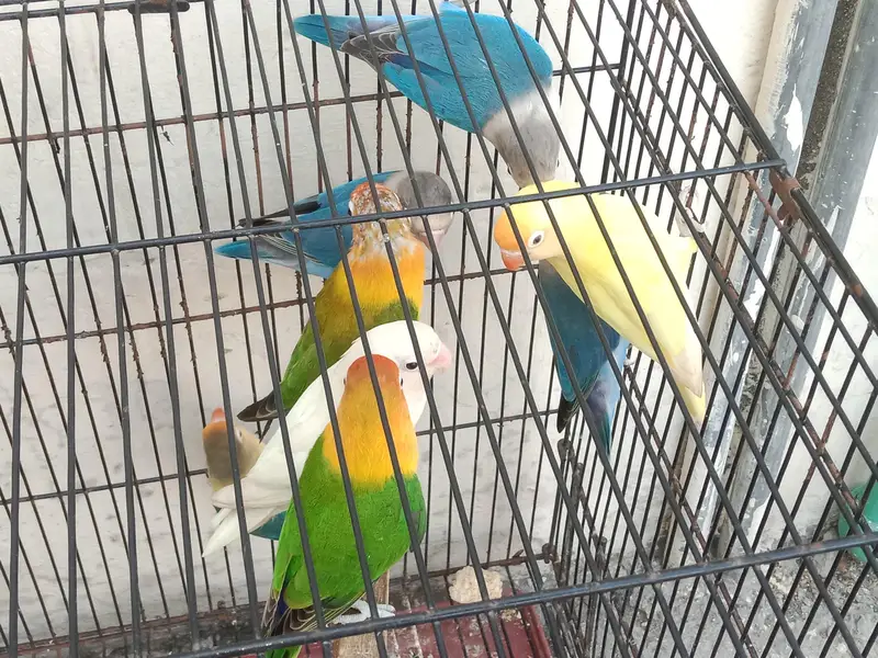 lovebird breeder pairs — photo 4
