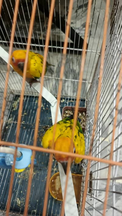 High quality sun conure pair with DNA fully washed.