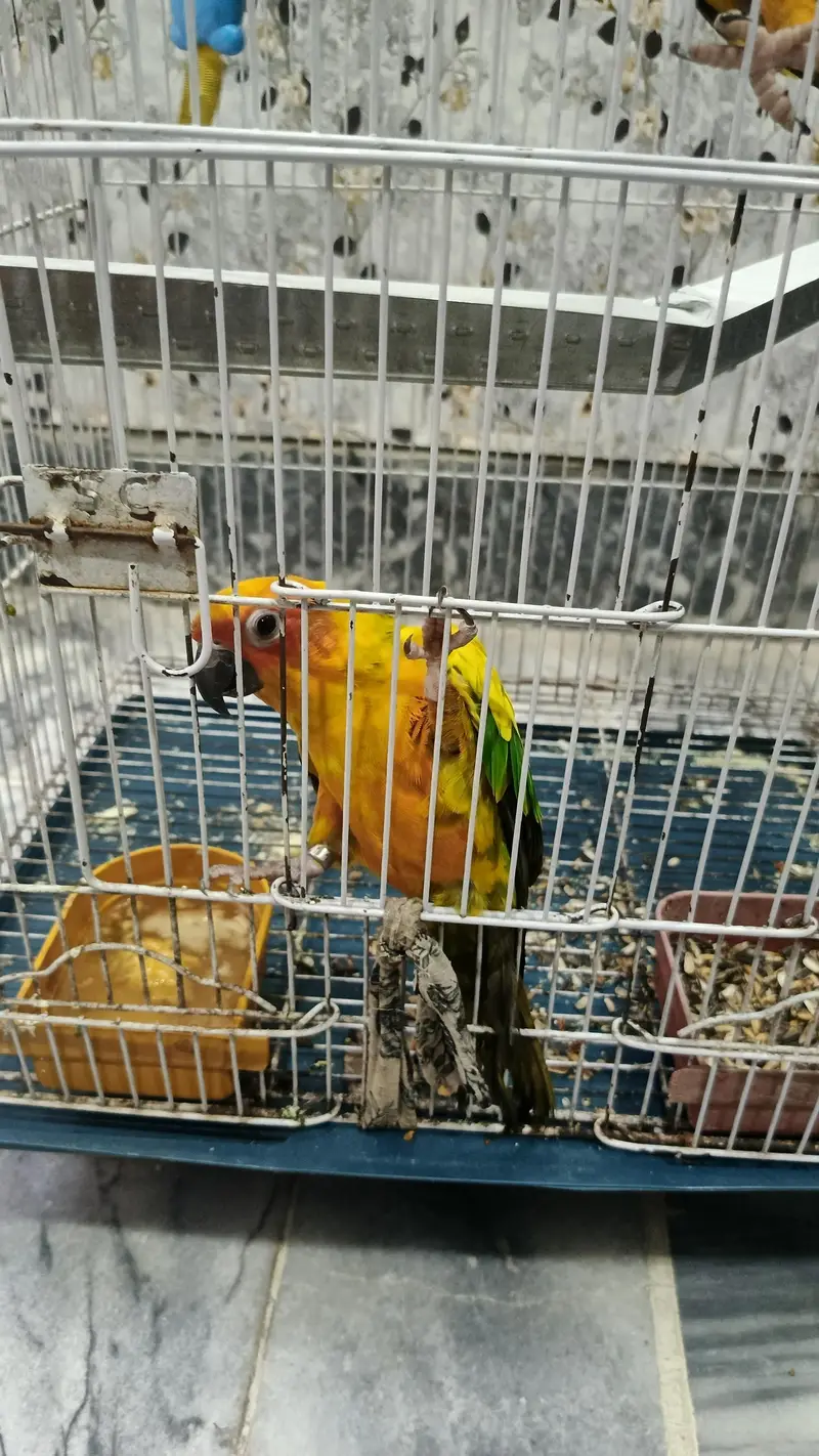 High quality sun conure pair with DNA fully washed. — photo 2