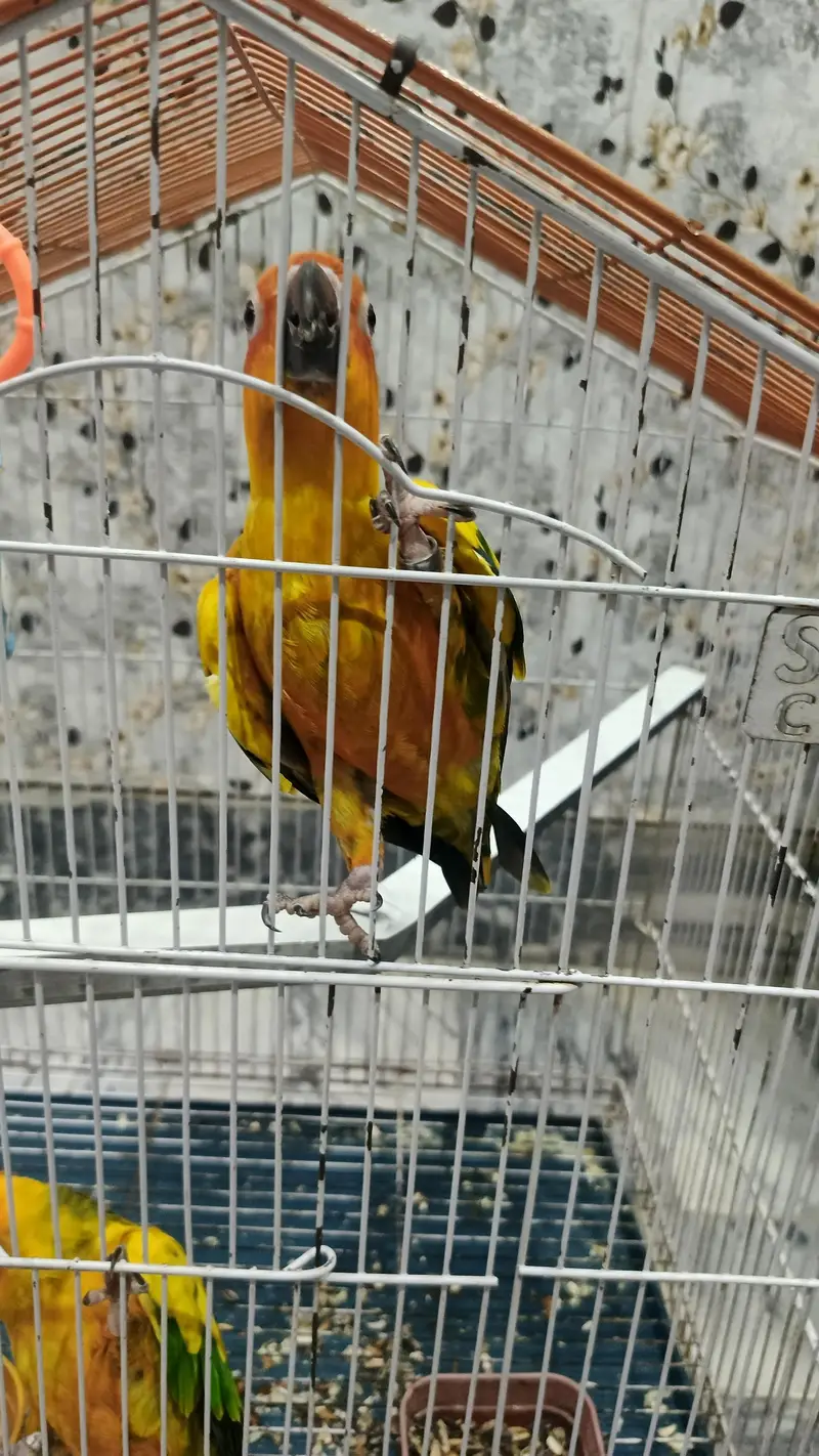 High quality sun conure pair with DNA fully washed. — photo 3