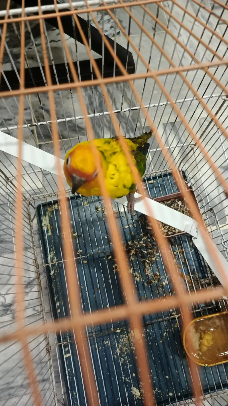 High quality sun conure pair with DNA fully washed. — photo 4