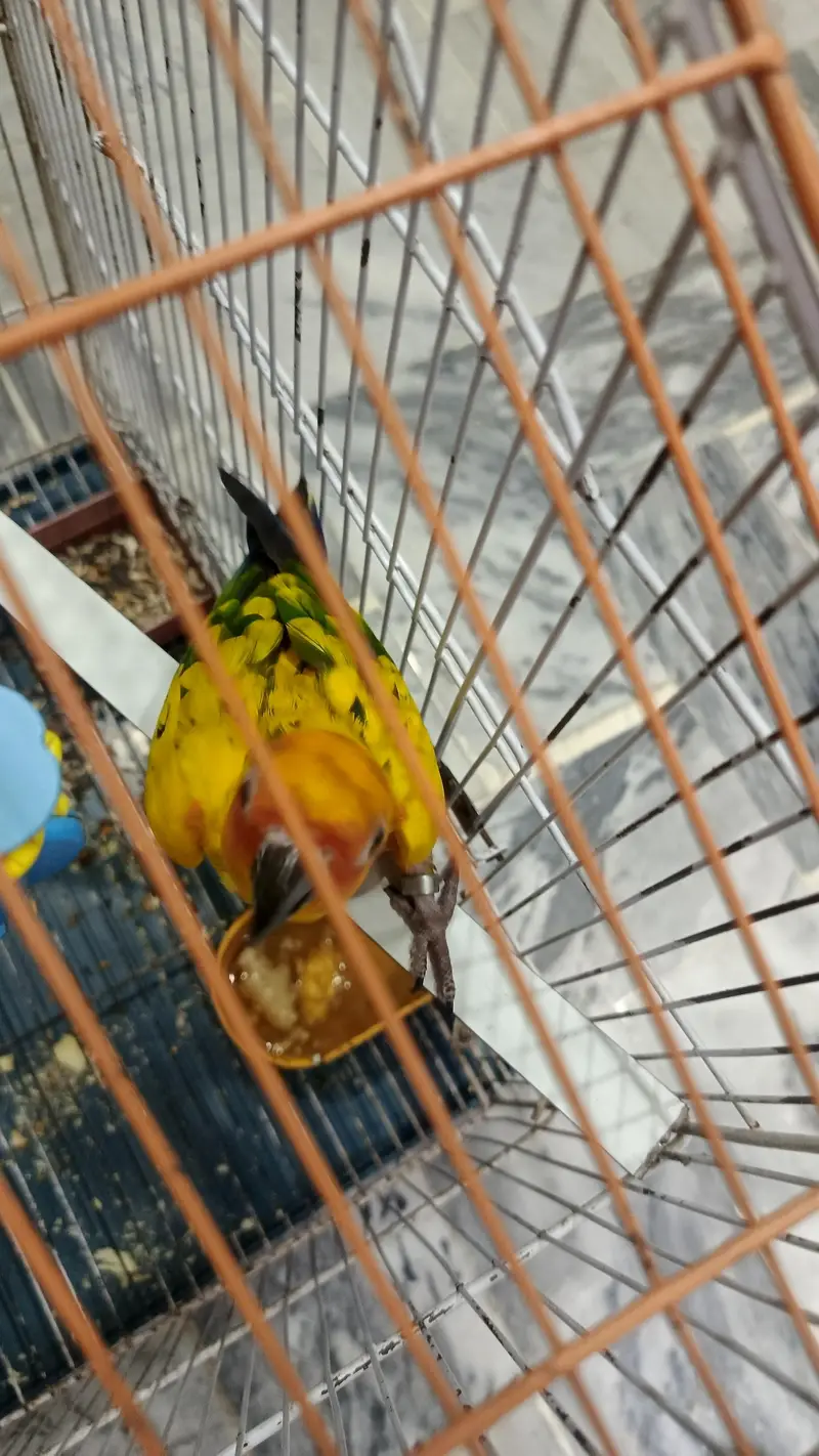 High quality sun conure pair with DNA fully washed. — photo 5
