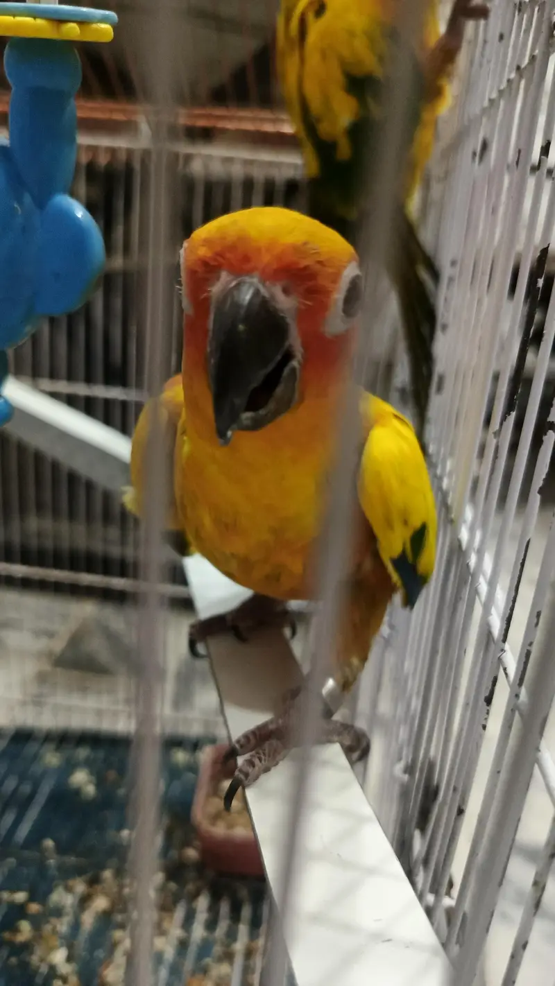 High quality sun conure pair with DNA fully washed. — photo 6