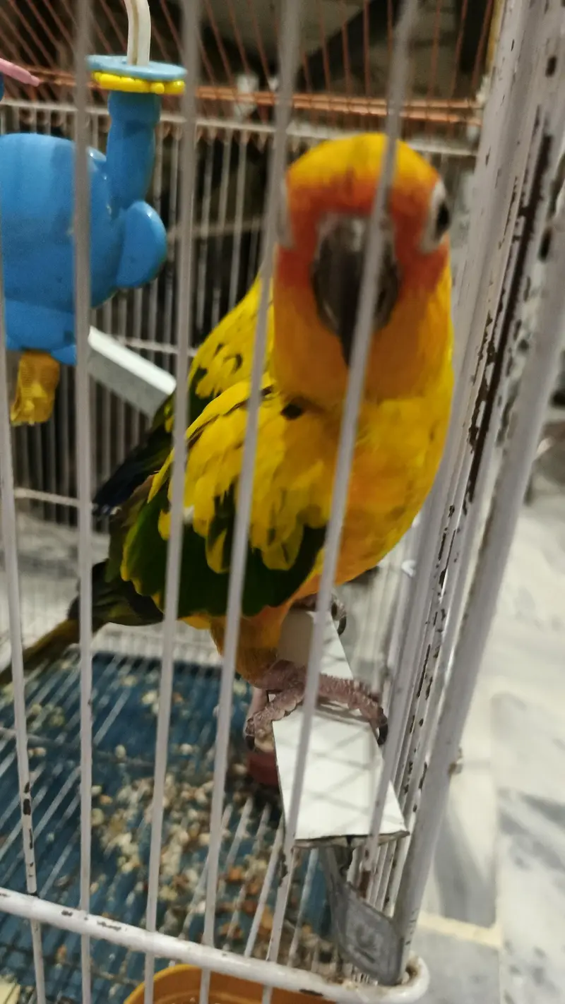High quality sun conure pair with DNA fully washed. — photo 7