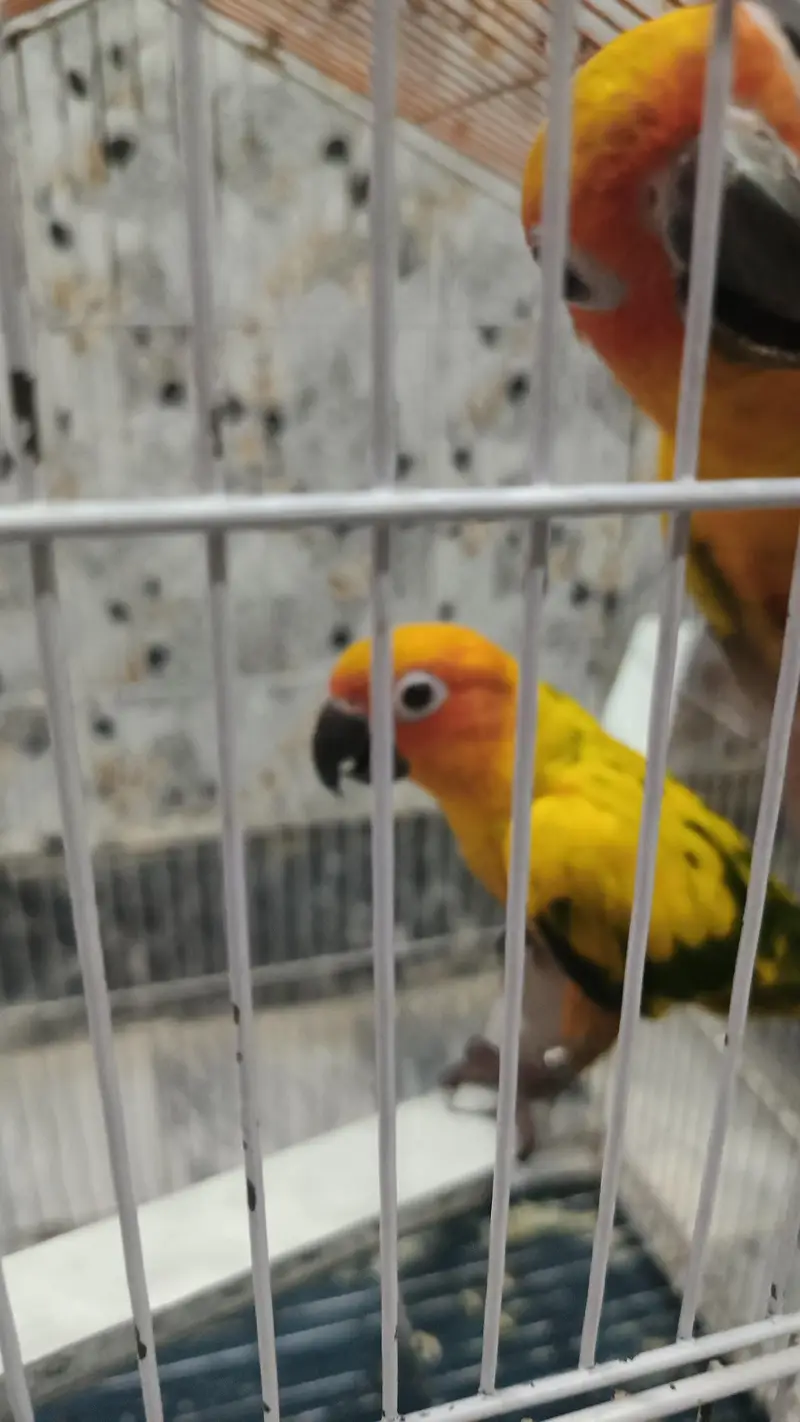 High quality sun conure pair with DNA fully washed. — photo 8