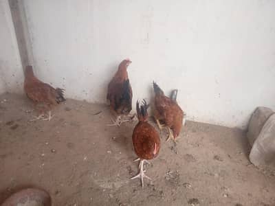 5 chuzy (male /female) for sale