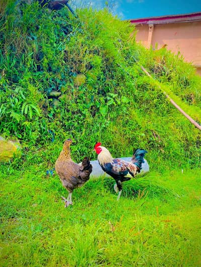 گولڈن مصری مرغے 4 عدد اور مرغیوں بھی 2 3 عدد دستیاب ہیں ایک دن کی گھر