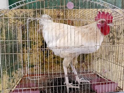 Desi Murgha with Cage