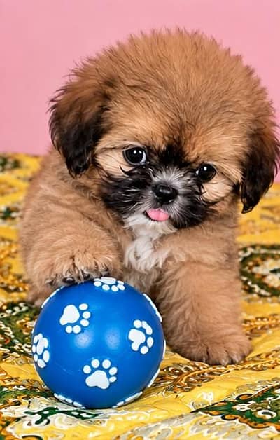 shih tzu female puppy available for sale