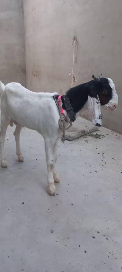 bakra for sell gulabi cross