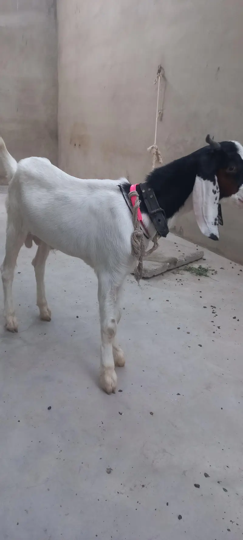 bakra for sell gulabi cross — photo 2