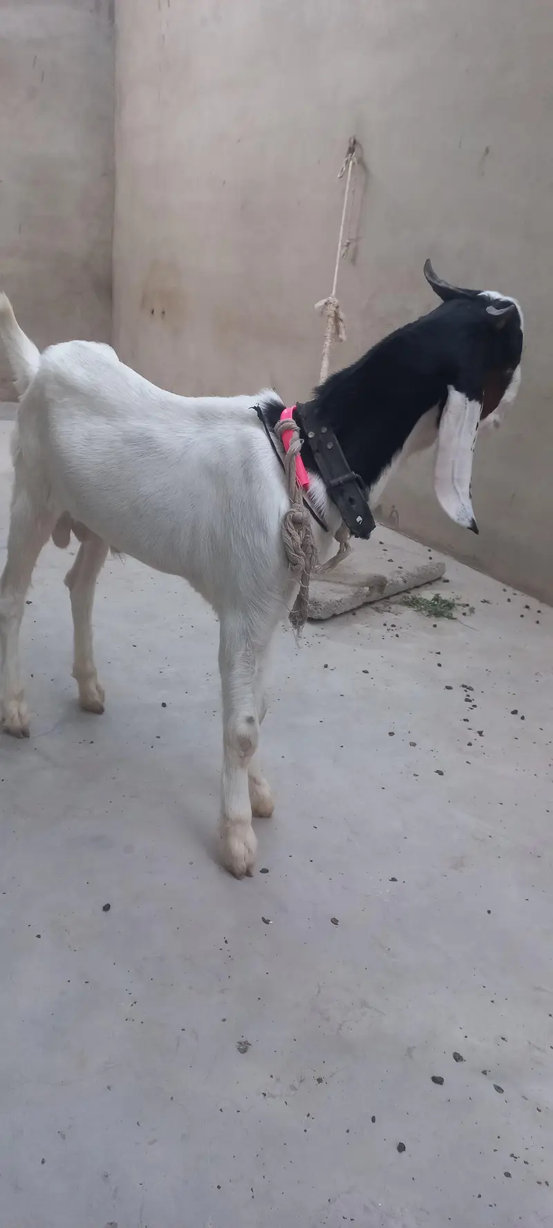 bakra for sell gulabi cross — photo 3