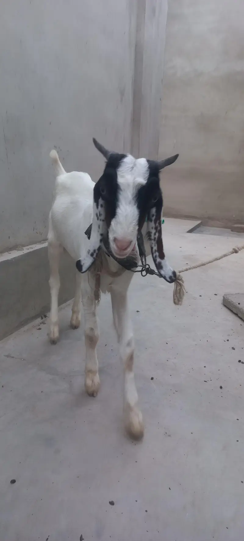 bakra for sell gulabi cross — photo 4