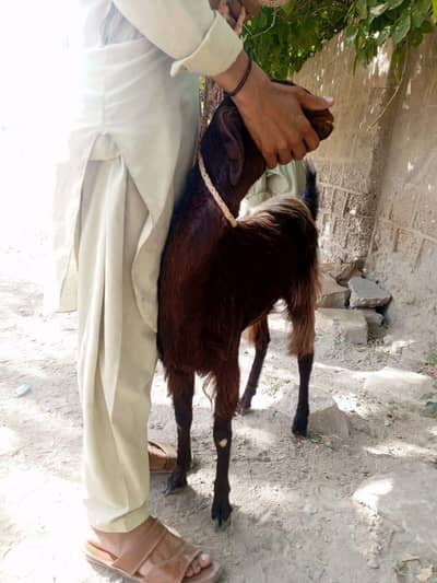 bakri fresh 2 dant 1 month ki cross