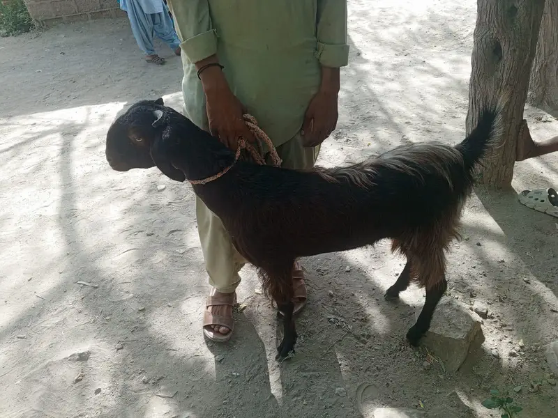 bakri fresh 2 dant 1 month ki cross — photo 2