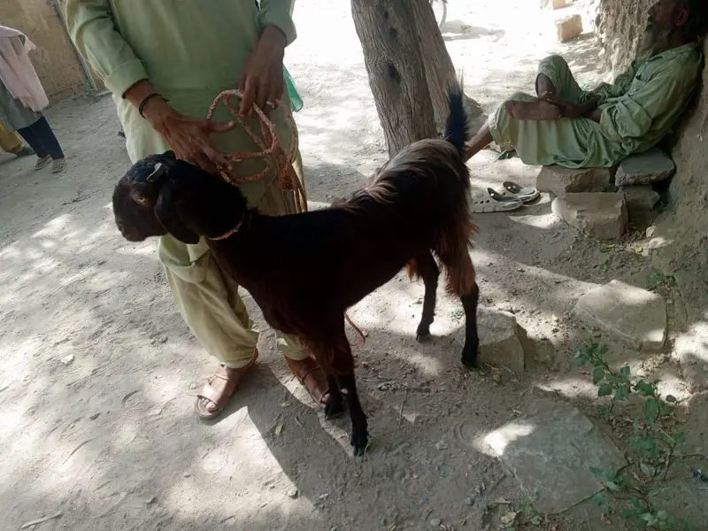 bakri fresh 2 dant 1 month ki cross — photo 3