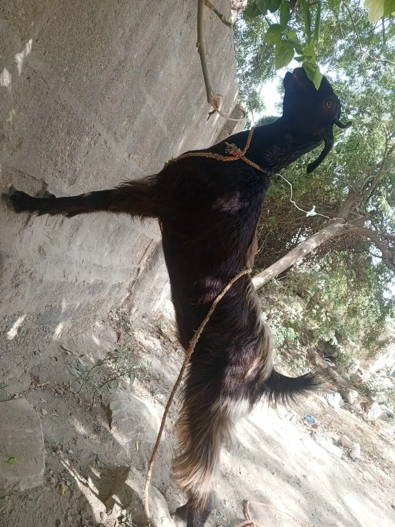 bakri fresh 2 dant 1 month ki cross — photo 4