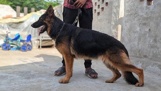 Urgent Sale | German Shepherd Male Long Coat | Pink Pedigree