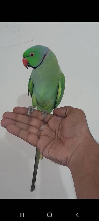 mitho pair male hand train femal sami tame