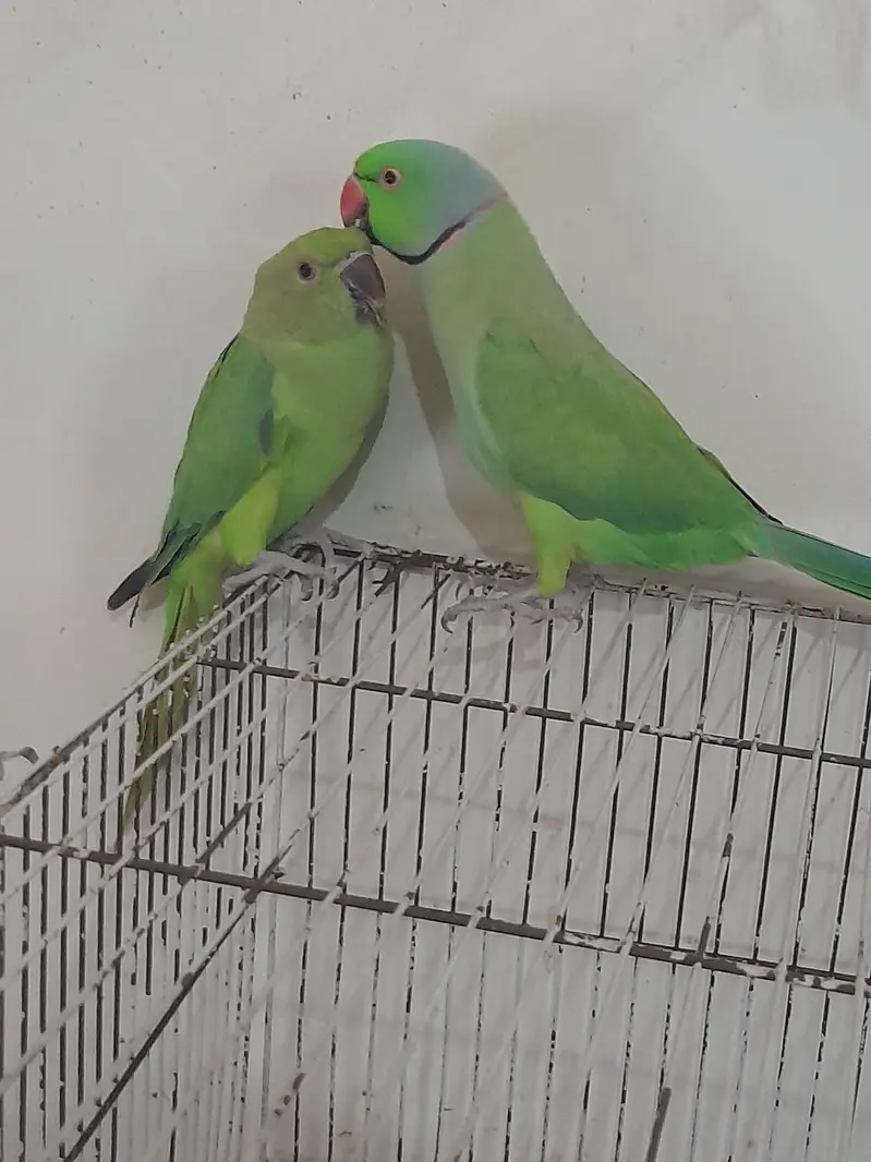 mitho pair male hand train femal sami tame — photo 2