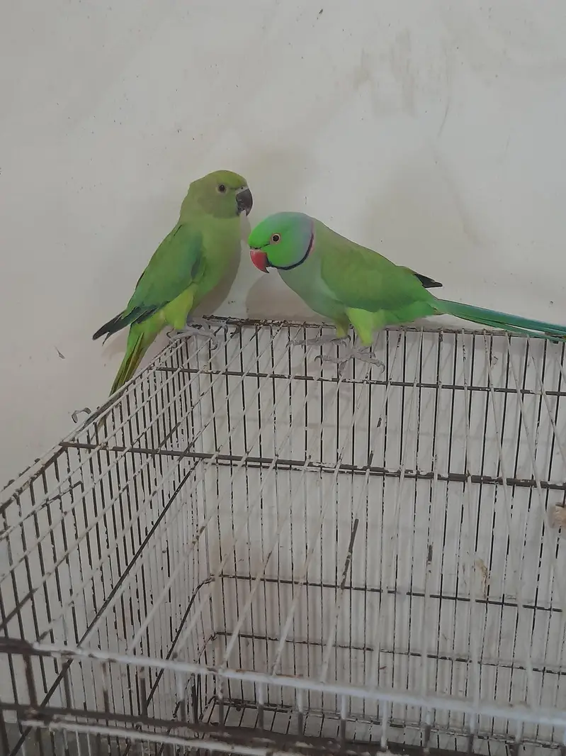 mitho pair male hand train femal sami tame — photo 3
