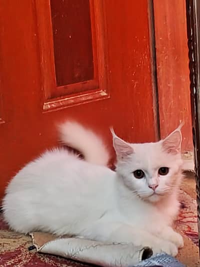 Turkish Angora