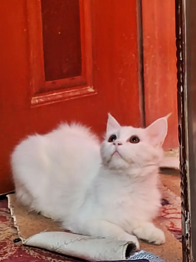 Turkish Angora — photo 2
